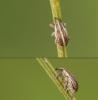 Tychius sp.
